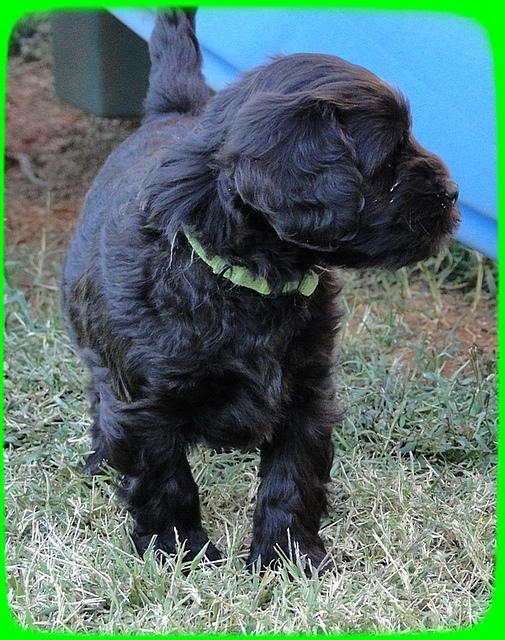 AH pups 6 wks old 64