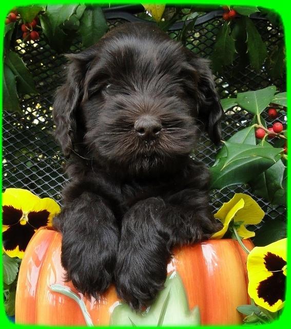 AH pups 6 wks old 9