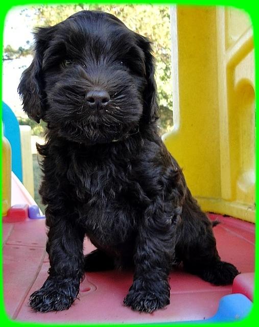 AH pups 7 wks old 32