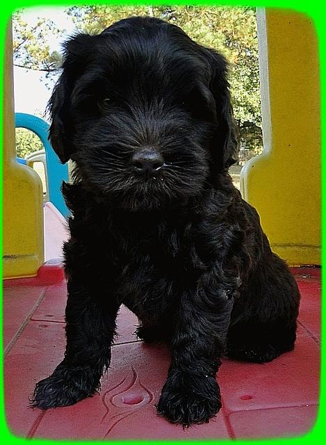 AH pups 7 wks old 35