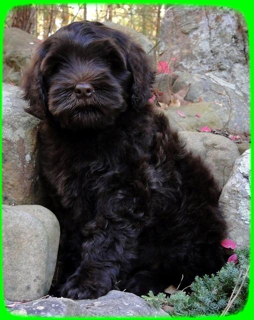 AH pups 8 wks old 80