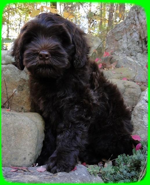 AH pups 8 wks old 84