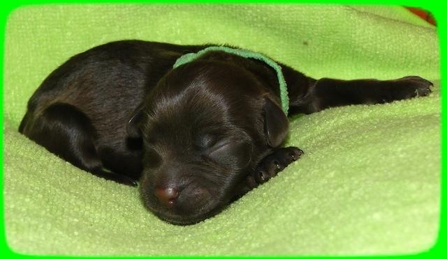 AH pups newborn 15