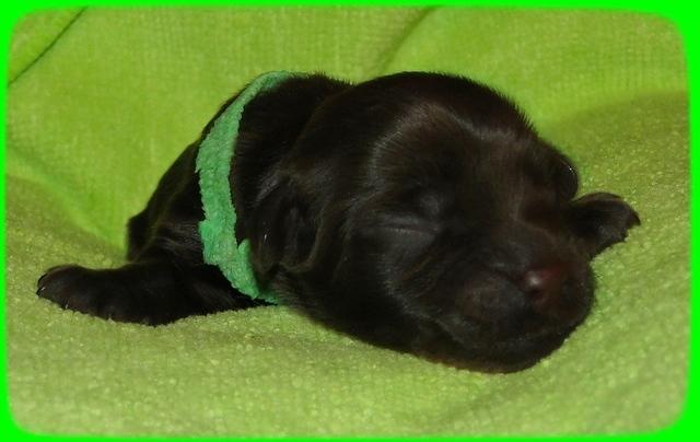 AH pups newborn 17