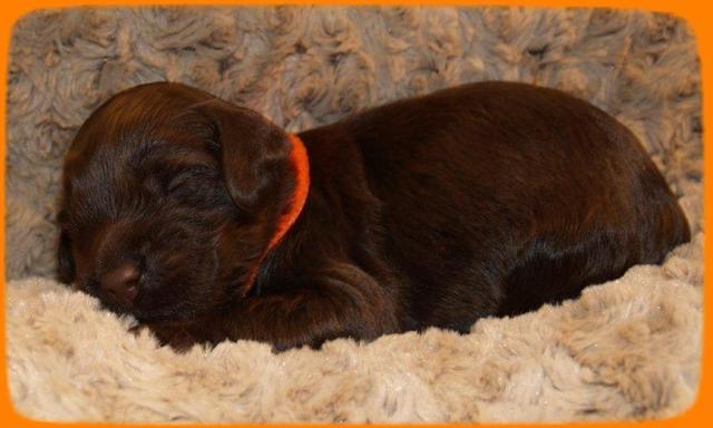 AH pups 2 wks old 10
