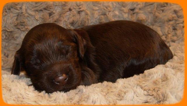 AH pups 2 wks old 7