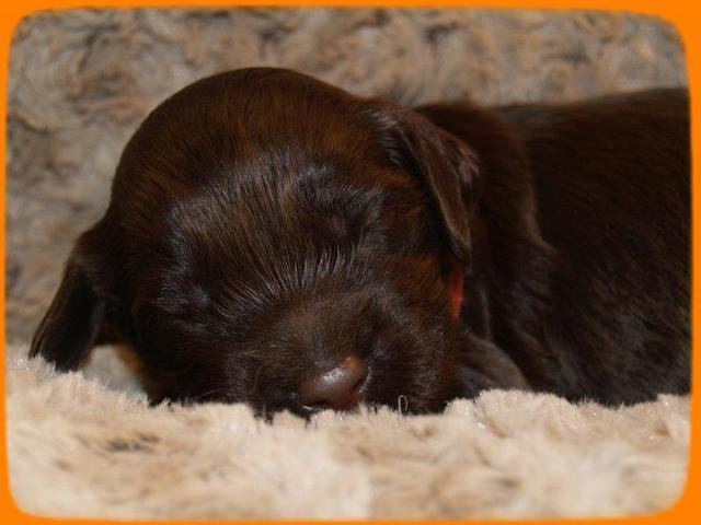 AH pups 2 wks old 9