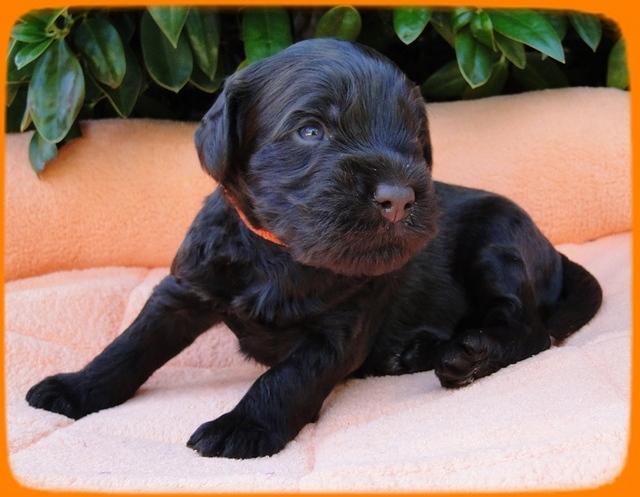 AH pups 3 wks old 10