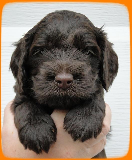 AH pups 4 wks old 10