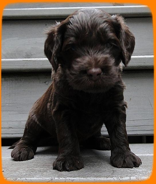 AH pups 4 wks old 11