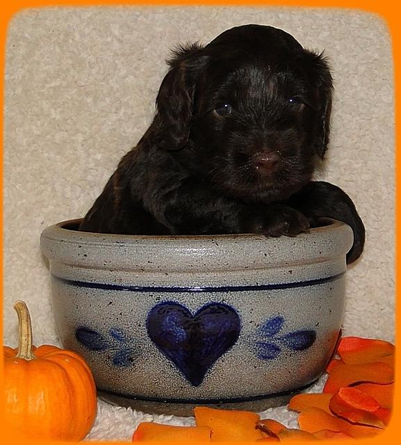 AH pups 4 wks old 71