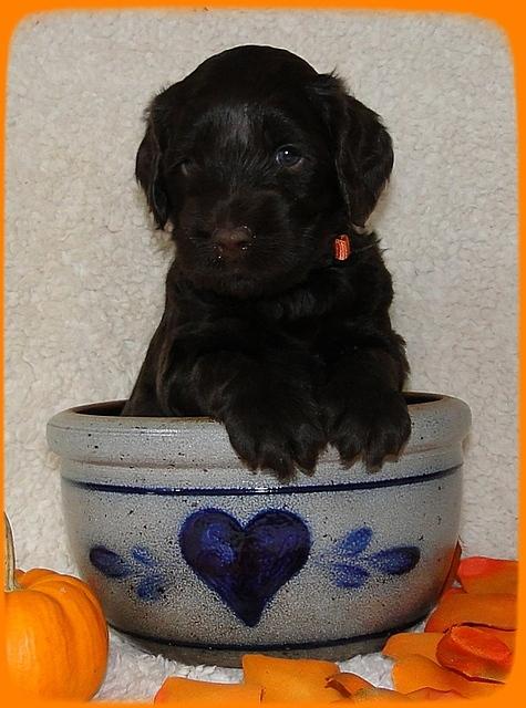 AH pups 4 wks old 73