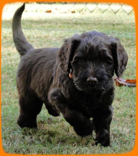 AH pups 5 wks old 24