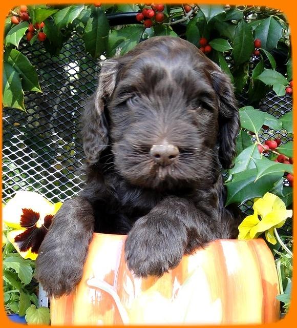 AH pups 6 wks old 16