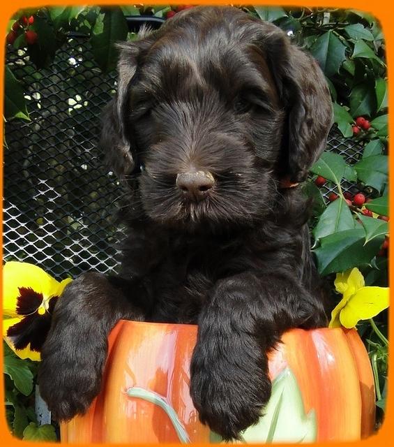 AH pups 6 wks old 18