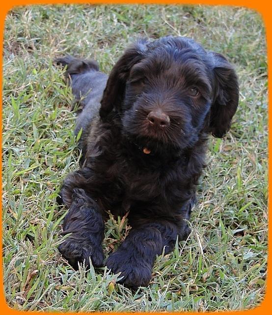 AH pups 6 wks old 58