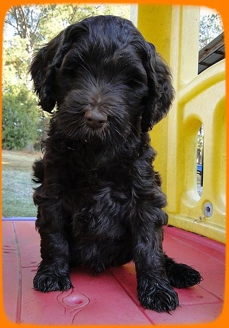 AH pups 7 wks old 14