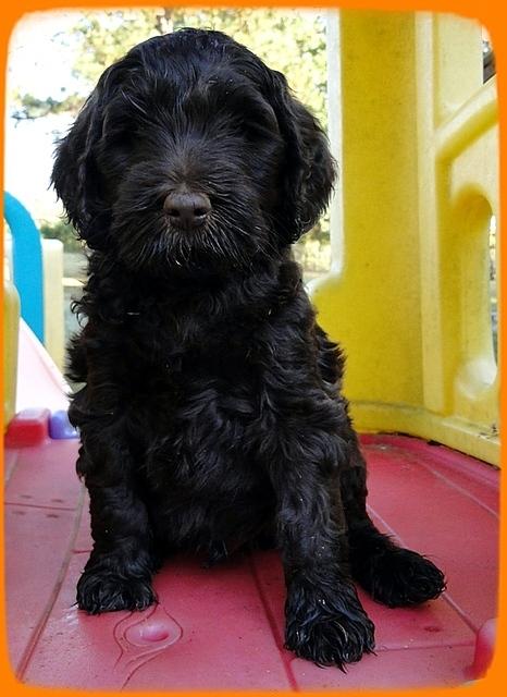 AH pups 7 wks old 15