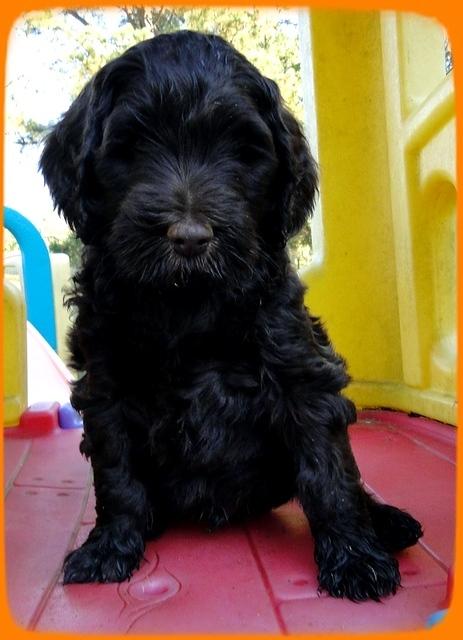 AH pups 7 wks old 16