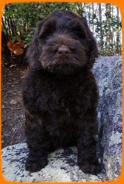 AH pups 8 wks old 75