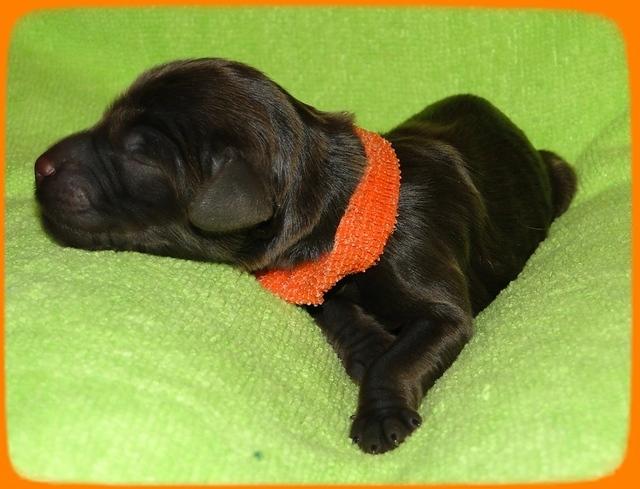 AH pups newborn 13
