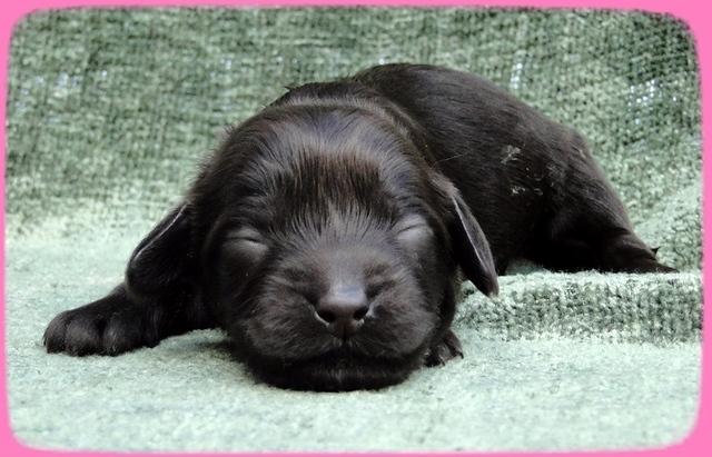 AH pups 1 wk old 11