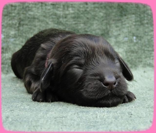 AH pups 1 wk old 13