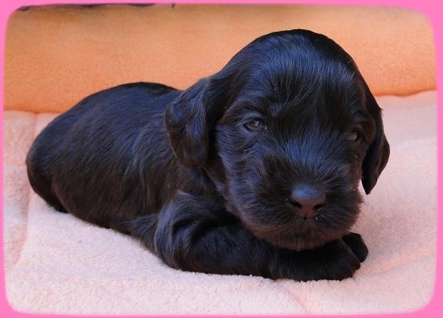 AH pups 3 wks old 4