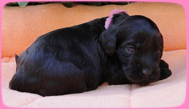 AH pups 3 wks old 5