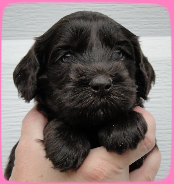 AH pups 4 wks old 13