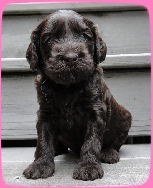 AH pups 4 wks old 16