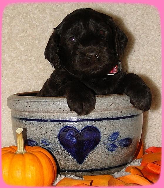 AH pups 4 wks old 65