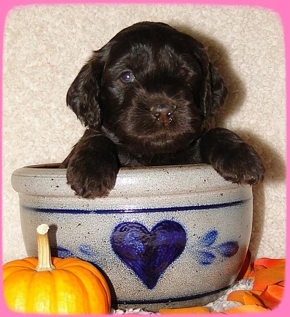 AH pups 4 wks old 66