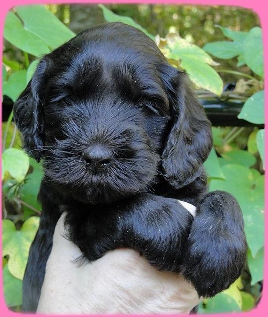 AH pups 5 wks old 17