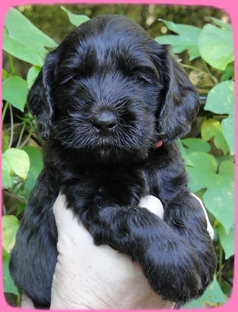 AH pups 5 wks old 18