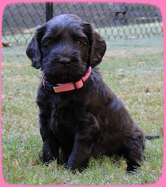 AH pups 5 wks old 19