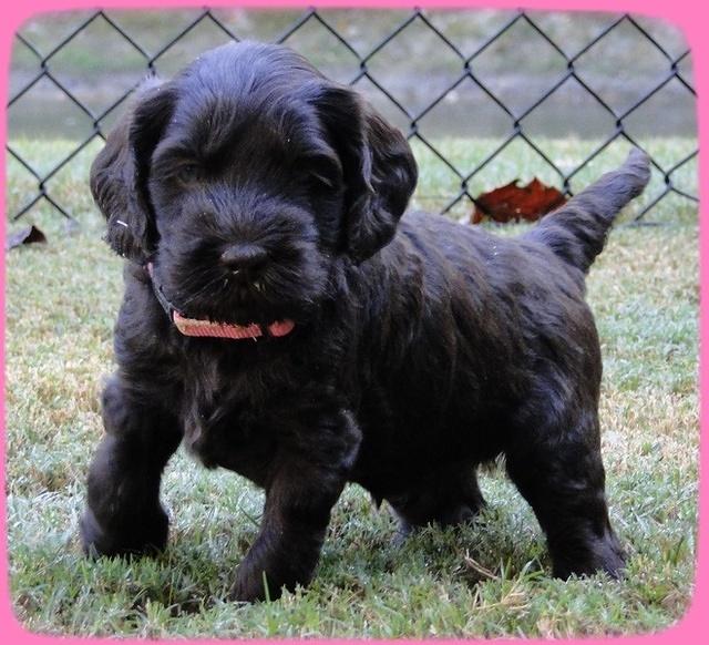 AH pups 5 wks old 20