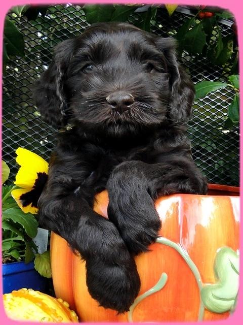 AH pups 6 wks old 5