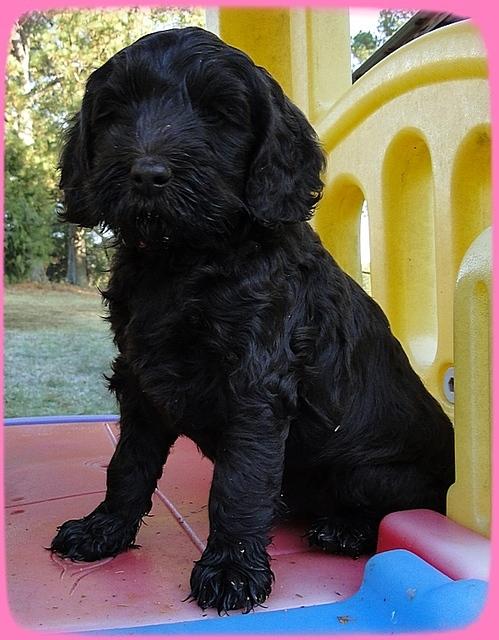 AH pups 7 wks old 5