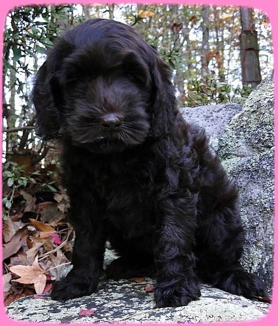 AH pups 8 wks old 3