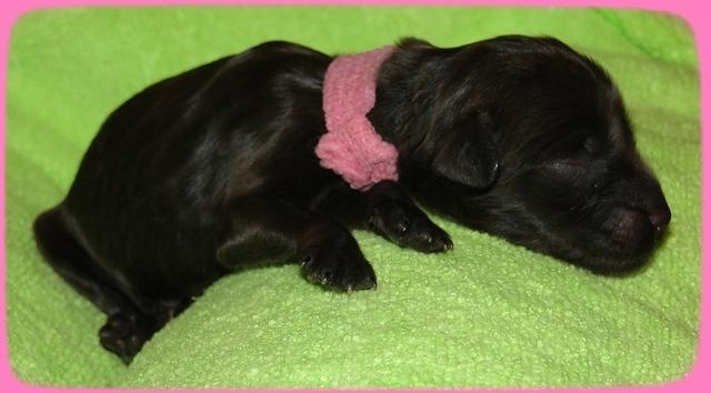 AH pups newborn 7