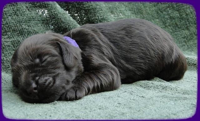 AH pups 1 wk old 19