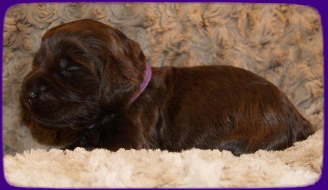 AH pups 2 wks old 19