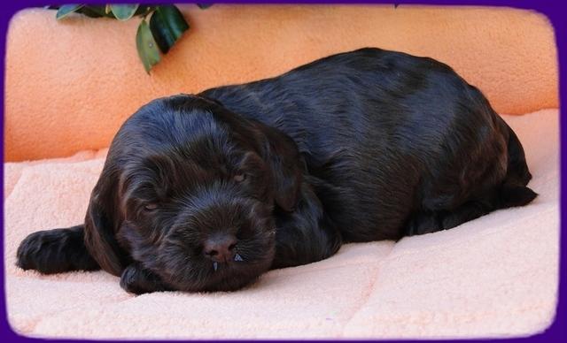 AH pups 3 wks old 9