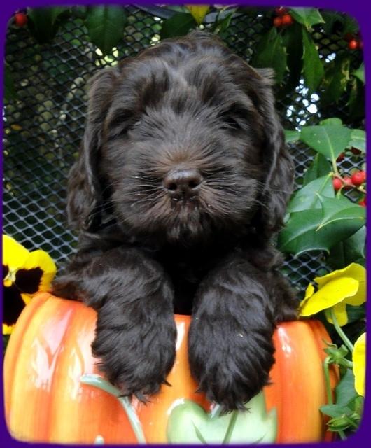 AH pups 6 wks old 13