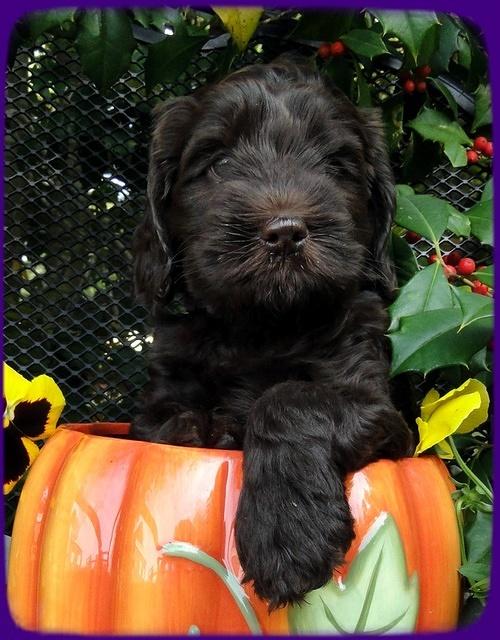 AH pups 6 wks old 14