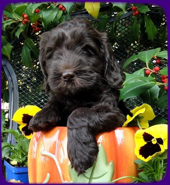AH pups 6 wks old 15