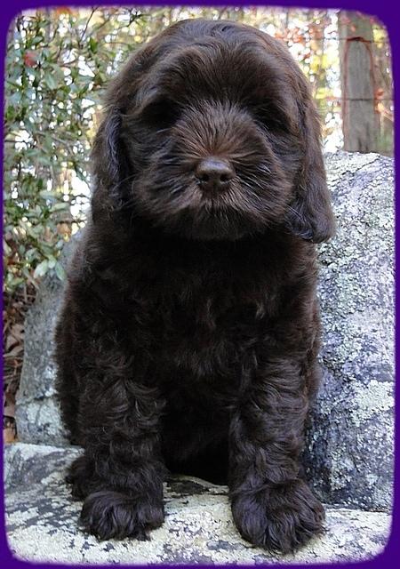 AH pups 8 wks old 70