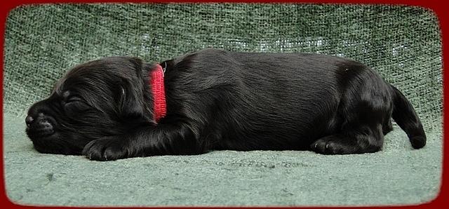 AH pups 1 wk old 10