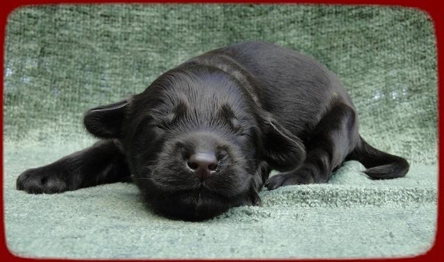 AH pups 1 wk old 8